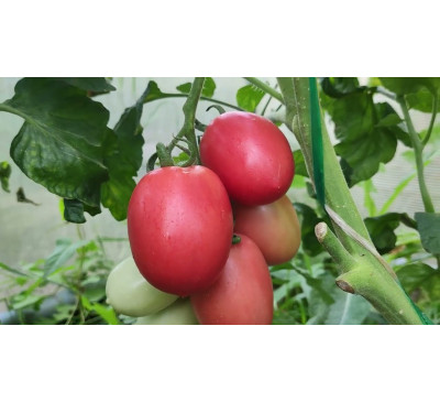 Насіння помідору Пінк Фреш (Pink Fresh)